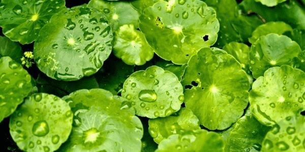 5 Maddede Centella Asiatica'yı Tanıyalım!