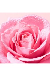Nuxe Very Rose Ferahlatan Yüz Temizleme Jeli 150 ml - 4