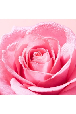 Nuxe Very Rose Ferahlatan Yüz Temizleme Jeli 150 ml - 4